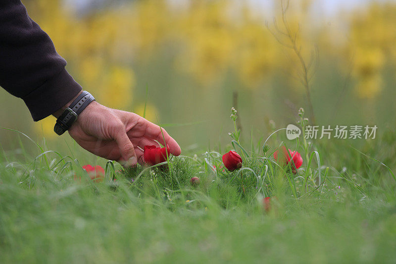 芍药属tenuifolia L。